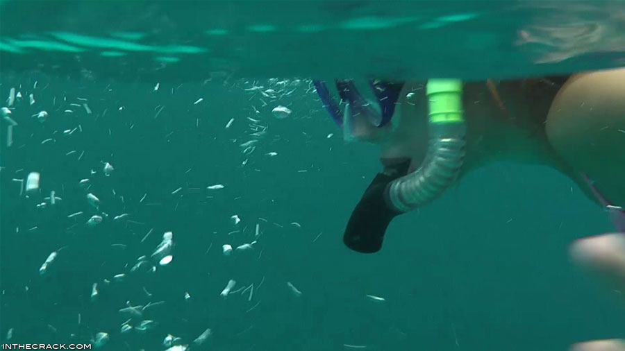 655 Bernice: What Lies Bernice The Sea